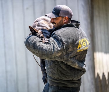 Trainer in a bite suit holding a working dog during protection training at Dynamic K9 in Tampa, FL.