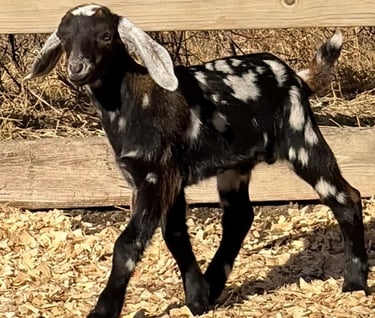 Black goat with white ears walking 