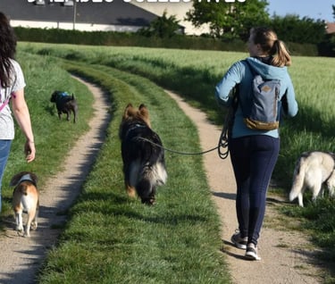 balade sociale avec chien seine maritime