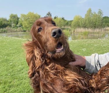 Teddy - Our Irish Setter