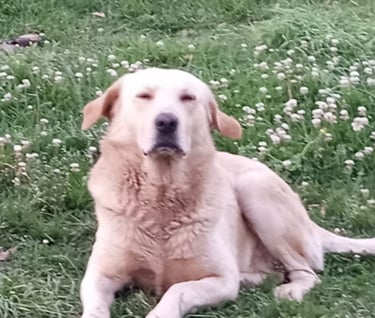 Perrito en adopción en SLP