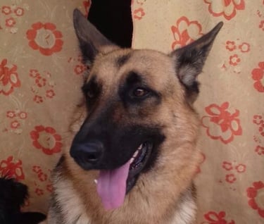 Perrito en adopción en SLP