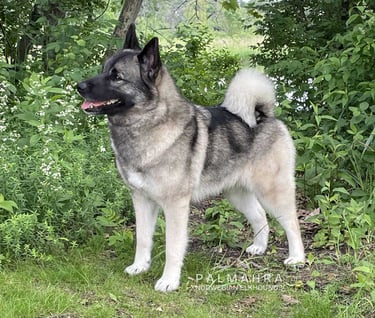 Norwegian Elkhound outdoors