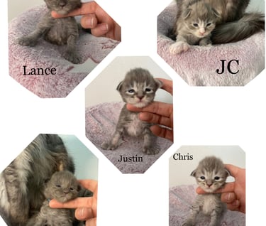 **NSYNC Maine Coon kitten