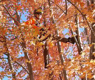 John enjoying fall colors while pruning