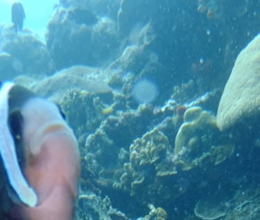 creatures of Bunaken Island Marine Park, North Sulawesi, Indonesia