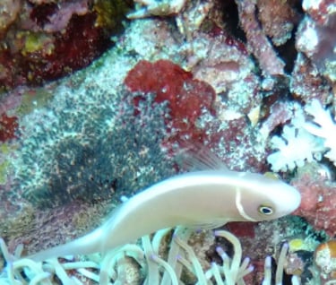 creatures of Bunaken Island Marine Park, North Sulawesi, Indonesia