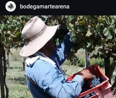 Foto: Bodega Martearena - Vendimia