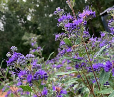 a deer resistant shrub with purple flowers