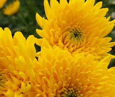 a bunch of yellow flowers in a garden
