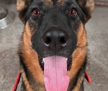 Perrito en adopción en SLP