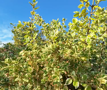 a low growing evergreen shrub for house fronts