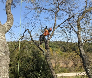 Ben performs a pruning limb walk