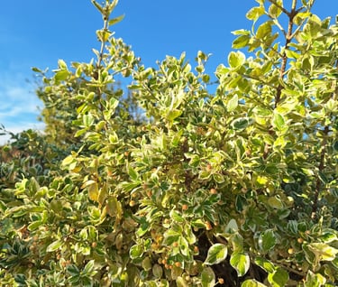 green-yellow Wintercreeper bush in full sun