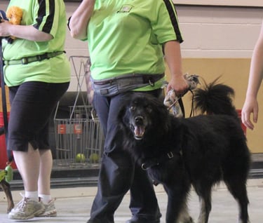 Image of dog.