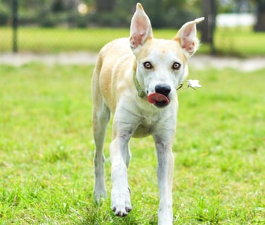 A puppy dog looking at the camera standing on grass
