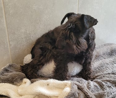 femelle schnauzer qui est attentive