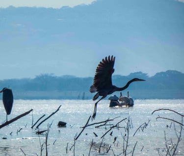 birdeatching tours el salvador- Great blue Heron in flight