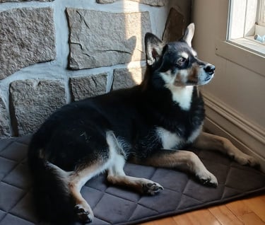a dog laying on a mat mat in front of a window
