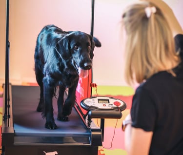 Šuo ant bėgimo takelio gerina savo ištvermę