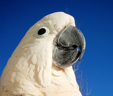 Face of Moluccan Cockatoo against blue sky