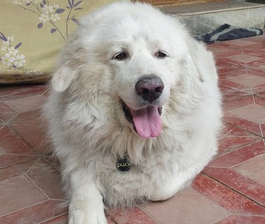 Thor Purr Dog