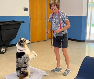 a dog holds a sit pretty position while the owner smiles
