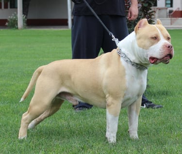 AMERICAN BULLY, TITANIUM KILO KENNELS, XL PITBULL