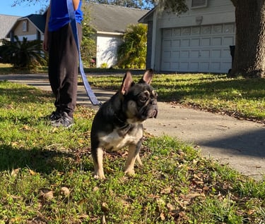FRENCH BULLDOG, FRENCHIES, TITANIUM KILO KENNELS