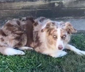 tri chocolate merle 