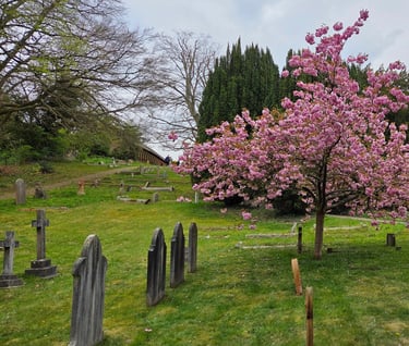 A tree in Spring, full of blossom, in a graveyard