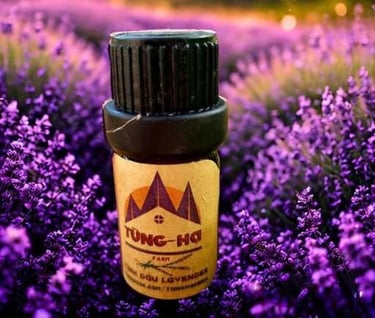 Tinh dầu Oải Hương Lavender