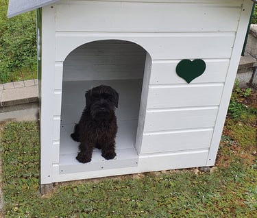 chiot Schnauzer assis dans une niche
