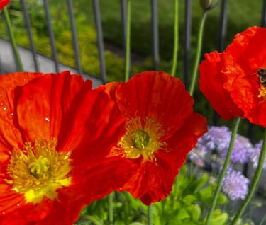 Flower display in Pots on balcony over mowed lawn in beautiful landscape