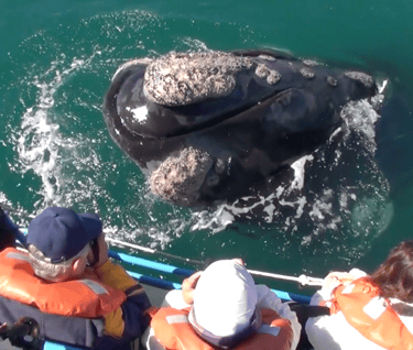 avistaje de ballena franca austral