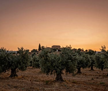 A wide cinematic shot of a Southern European / Italian olive grove at sunset. The sky is a gradient of terracotta and soft orange. The light is hazy and warm, creating a nostalgic, authentic lifestyle atmosphere. Rule of thirds composition.