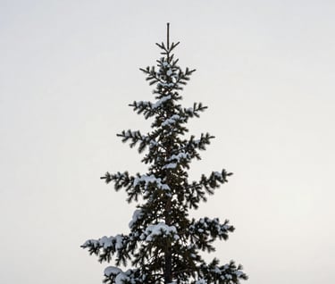 Minimalist photography of a single snow-covered pine tree against a vast, clear off-white sky in the Canadian wilderness. Clean lines and subtle sophistication inspired by Japandi design.