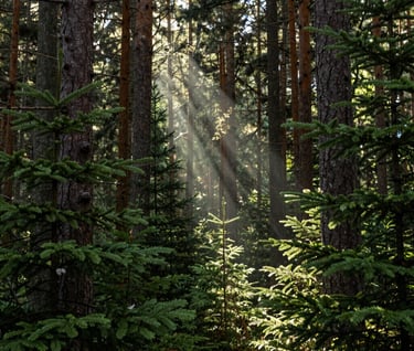 Artistic shot of a dense North American / US pine forest, light beams cutting through the trees, emphasizing natural beauty and depth, Olive Green palette.