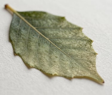 A macro shot focusing on the delicate pigment and fine lines of a hand-painted leaf on cotton paper, showcasing the rich texture and soft olive gradients.