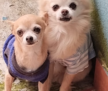 Perritos en adopción en SLP