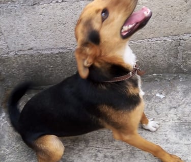 Perrito en adopción en SLP