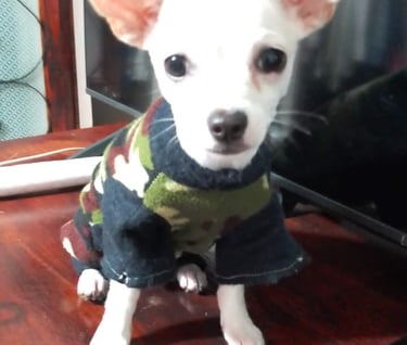 Perrito en adopción en SLP