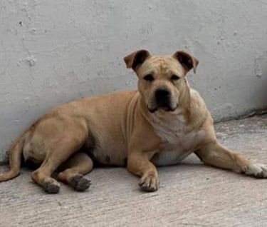 Perrito en adopción en SLP