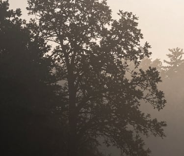 A misty forest landscape at dawn, representing the soundscape mood. Deep charcoal tree silhouettes against a soft off-white sky with muted brown textures.