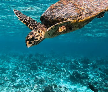 swim with turtles can be organised at the hotel