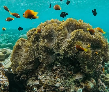 Orange clownfish and black damselfish swimming around a large sea anemone on a tropical coral reef.