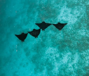eagle rays