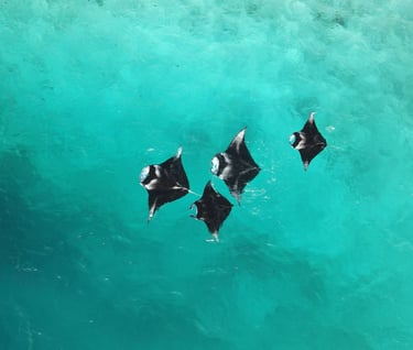 Aerial view of four manta rays swimming together in clear turquoise tropical ocean water.