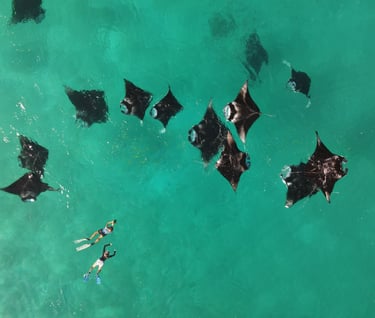 Aerial view of snorkelers swimming with a fever of manta rays in clear turquoise tropical water.