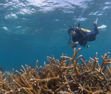 Gardiner scuba diving amid some of the last living staghorn coral in the Caribbean (late 2022)